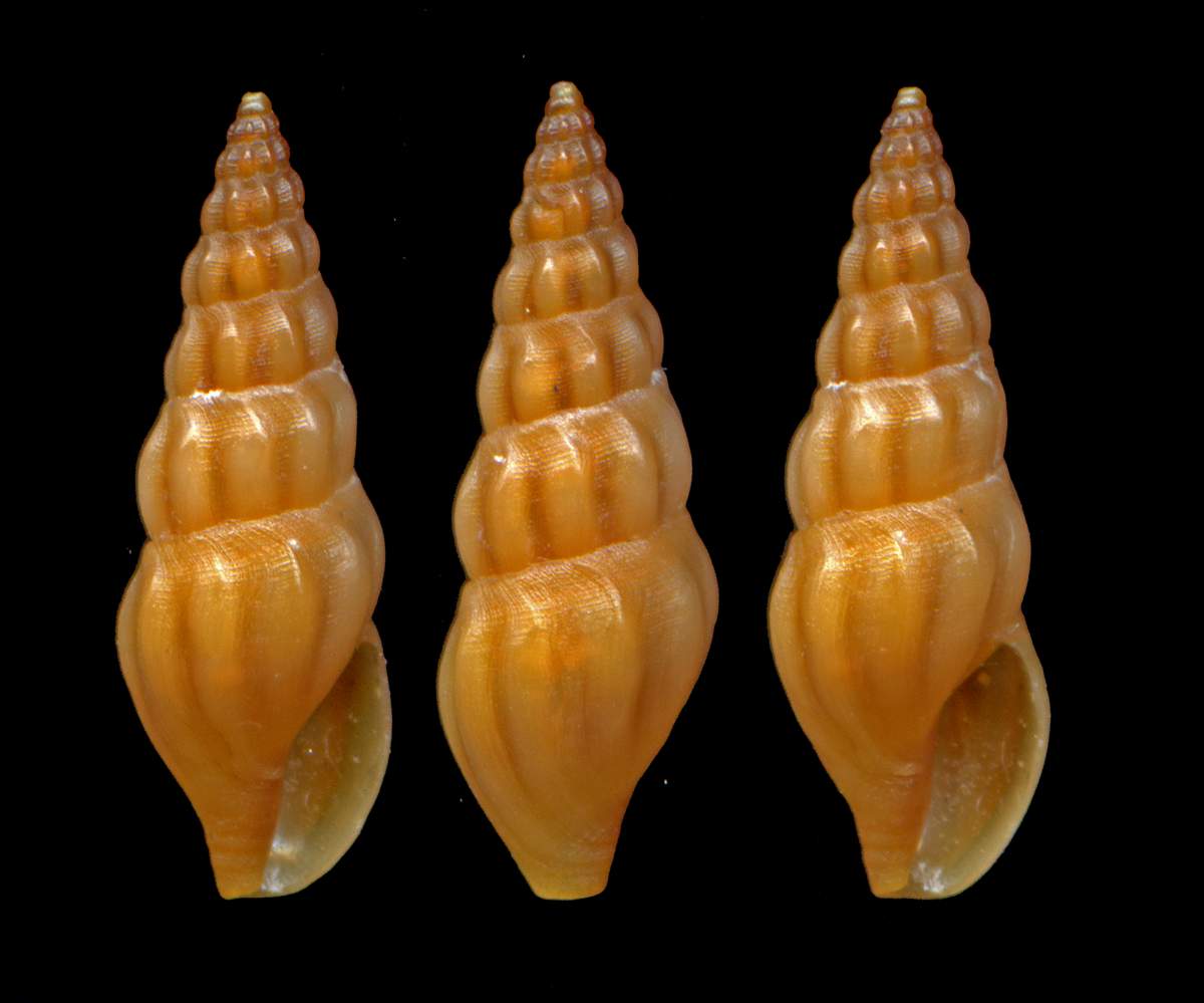 Conidae